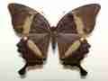 Papilio daedalus (aberration, marinduque is. philippines) (Internet Image property of respective owner, non-commercial use only)